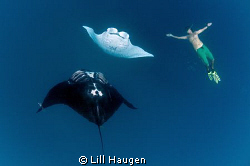 Free diving with mantas scooping up delicious plankton in... by Lill Haugen 